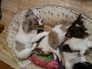 Chihuahua Mix Welpen ....Abgabebereit 