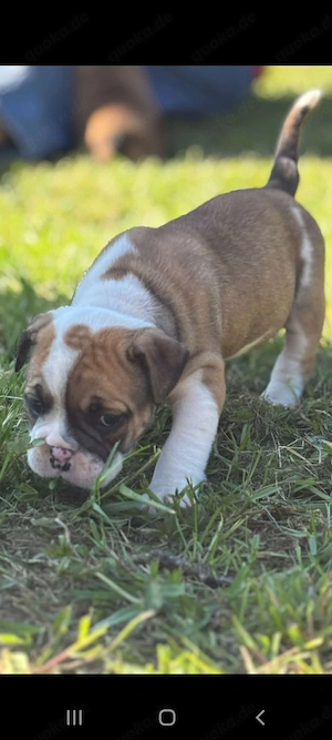 Continental Bulldog Old english Bulldog Welpen 