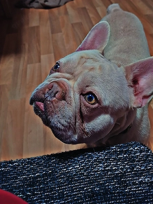französische Bulldogge rüde