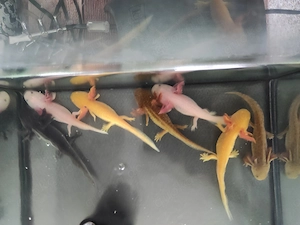 Axolotl Jungtiere, ca.10-14 cm groß 