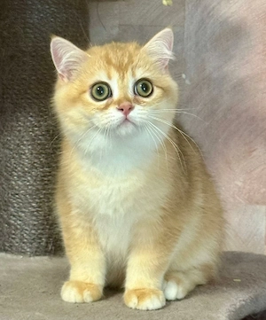 Reinrassige BKH Kitten 