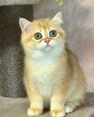 Reinrassige BKH Kitten mit Stammbaum 