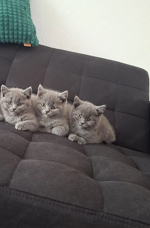 Zuckersüße BKH kitten in liebevolle in hände abzugeben