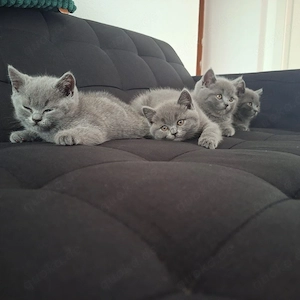 zuckersüße bkh kitten in liebevolle hände abzugeben 