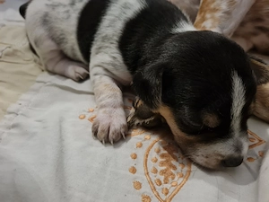 Jack Russell Terrier Welpen abzugeben 