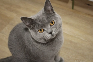 Deckkater Bilbo sucht Katzendame