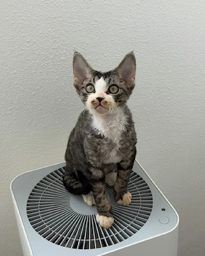 Bezauberndes Devon Rex-Kätzchen sucht ein neues Zuhause