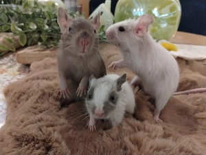 3 fesche Degu Buben,Kids mit tollen Farben:Schoko-Schecke,Blue-non Schecke suchen Lieblingsmensch Bild 3