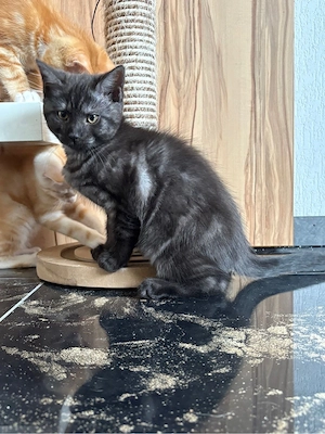 Traumhafte Main Coon  Bkh mix kitten 