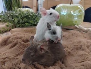 3 fesche Degu Buben,Kids mit tollen Farben:Schoko-Schecke,Blue-non Schecke suchen Lieblingsmensch Bild 2