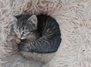baby kitten zu verkaufen 
