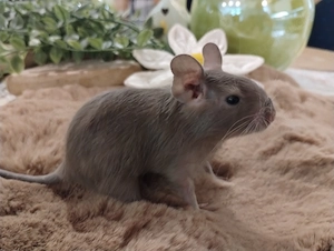 3 fesche Degu Buben,Kids mit tollen Farben:Schoko-Schecke,Blue-non Schecke suchen Lieblingsmensch Bild 5