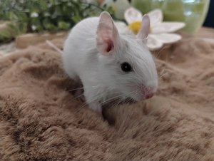 3 fesche Degu Buben,Kids mit tollen Farben:Schoko-Schecke,Blue-non Schecke suchen Lieblingsmensch Bild 7