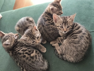 Kitten suchen liebevolles Zuhause
