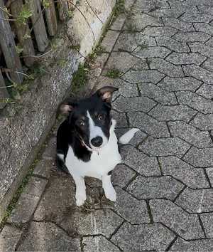 weibchen sucht ein zuhause 