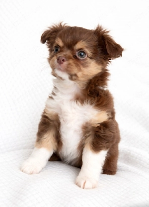 Reinrassige Chihuahua Welpen 