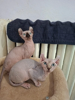 Sphynx elfohren Kitten