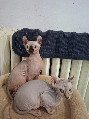 Sphynx Kitten