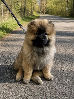 chow chow weibchen 