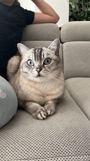 BKH Katze 
