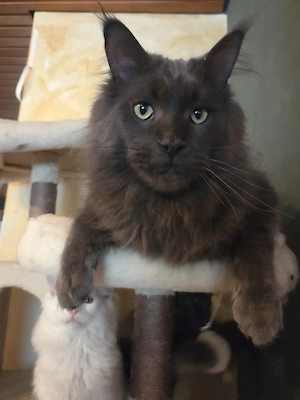 Süsse und arttypische maine Coon Kitten 12 Wochen alt ,ab sofort !!!!