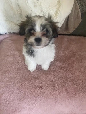 Malteser-Shih Tzu 