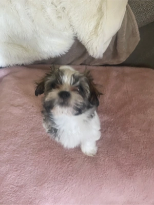 Malteser-Shih Tzu 