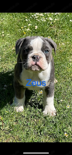 Old English Bulldog Welpen 