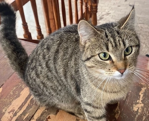 Katze Weibchen 