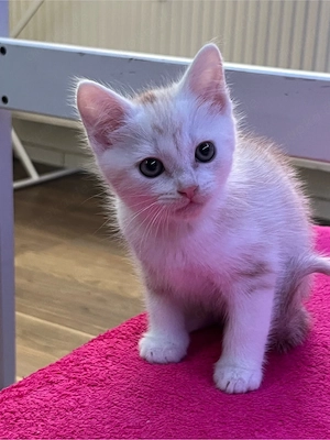 2 zuckersüßes Katzenbaby