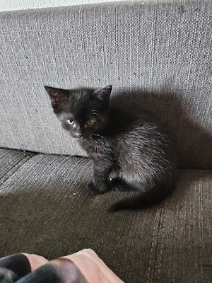 süßes Katzenbaby 