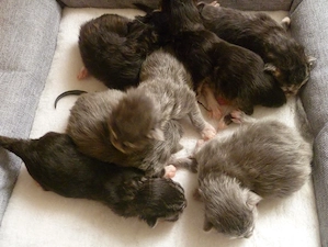 Kitten der Rasse Maine Coon