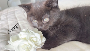 BKH Kitten zu verkaufen  (  schoko )  700 EURO    Oberndorf am Neckar.   