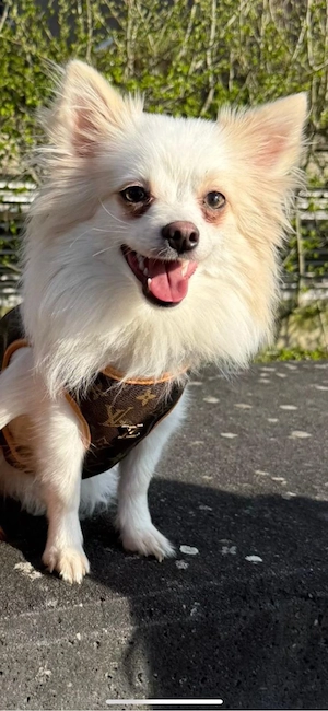 Herzensgute Pomchi-Hündin