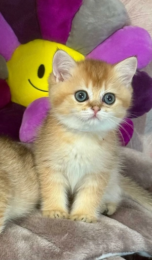 Reinrassige BKH Kitten 