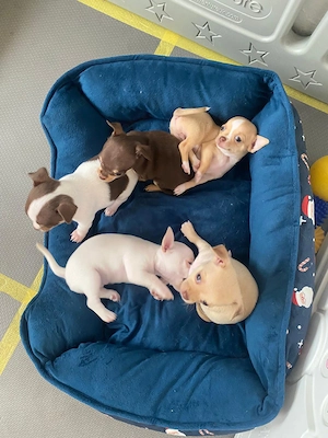 Chihuahua Welpen 