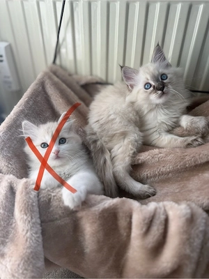 Ragdoll Kitten
