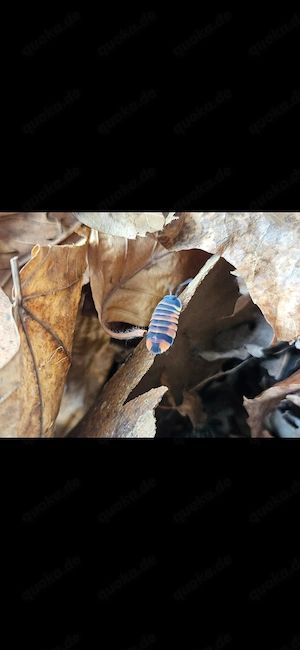 Ardentiella ember bee (ehemals Merulanella)