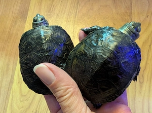 Europäische Sumpfschildkröten, Emys orbicularis, NZ 2025 Bild 3