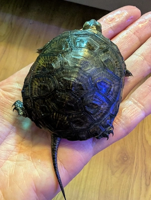 Europäische Sumpfschildkröten, Emys orbicularis, NZ 2025