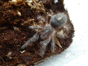 Grammostola pulchripes 2cm KL