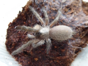 Monocentropus balfouri 2,5cm KL