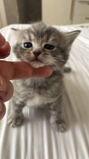 zwei britisch kitten