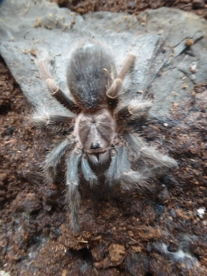 0.1 Phormictopus spec Salinas semiadult