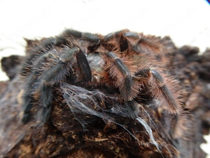 Psalmopoeus victori 3cm KL