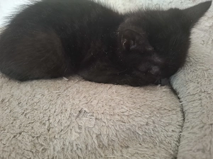 Kitten in liebevolles zu Hause abzugeben