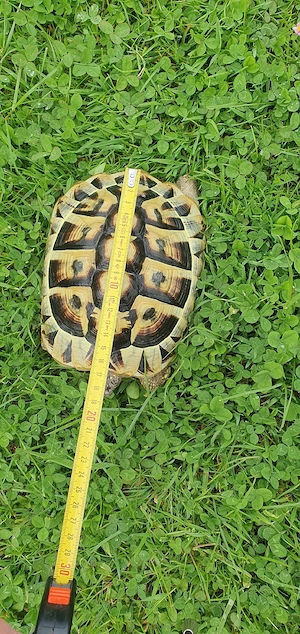 Griechische Landschildkröte 2011
