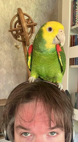 Handzahme Amazonen suchen ein neues zuhause