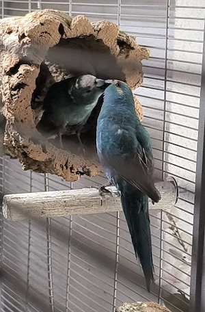 Ein Pärchen Ziegensittiche blau weiß 