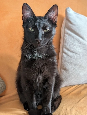 Schwarze Panther-Schönheit Naomi sucht ihr Für-immer-Zuhause
